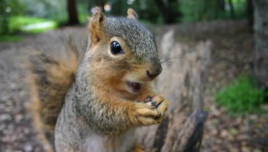 fighting against the aviarchy and antisquirrel social policy prosquirrelrights@yahoo.com say it loud I'm squirrel and I'm proud