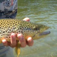 Dries R Better (@scaredtrout) 's Twitter Profile