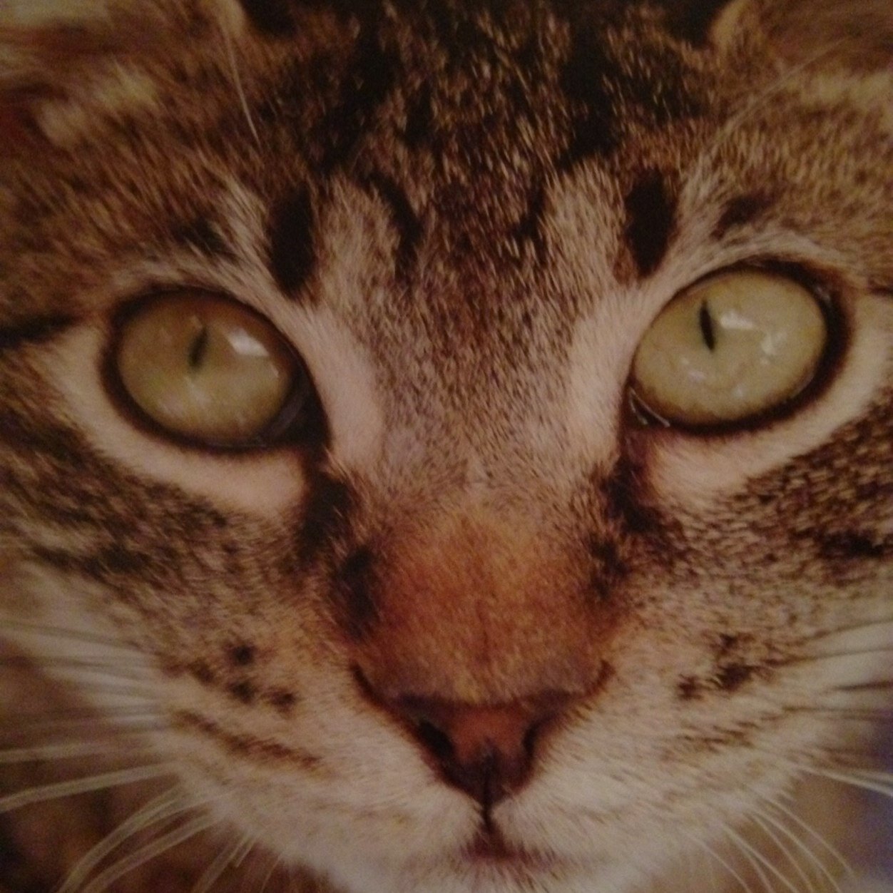Hello I am bowlight clan:pureclan cat with light and dark brown fur with brown eyes Kit: @_Spottedflower_