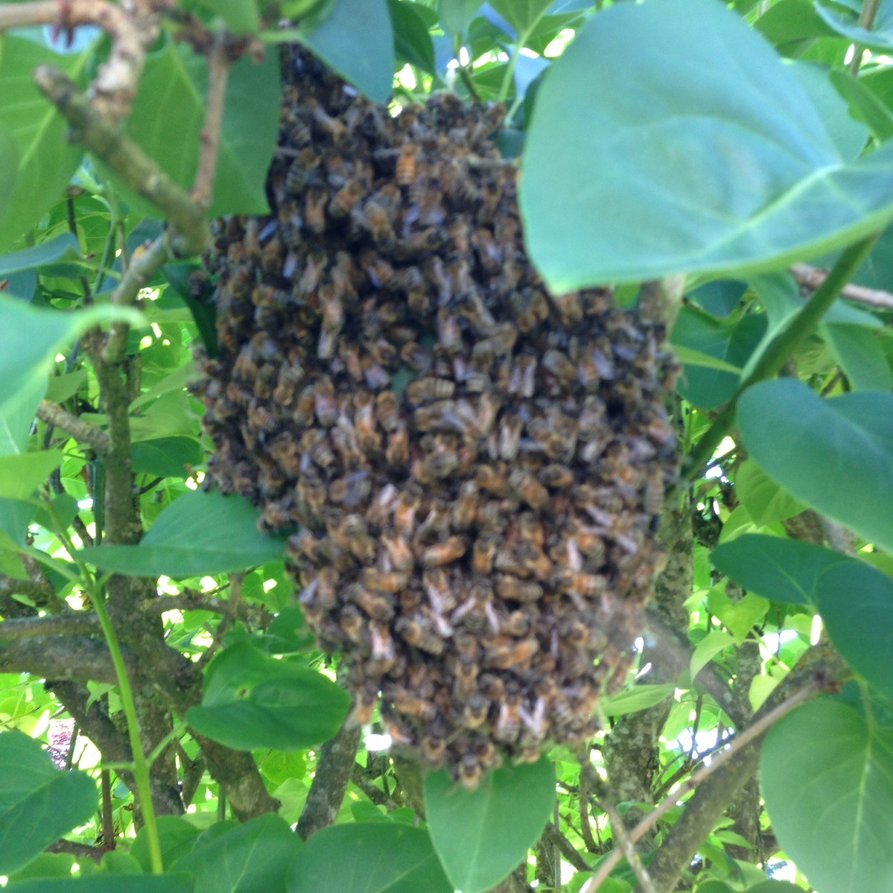 BeekeepingEduc's profile picture. 