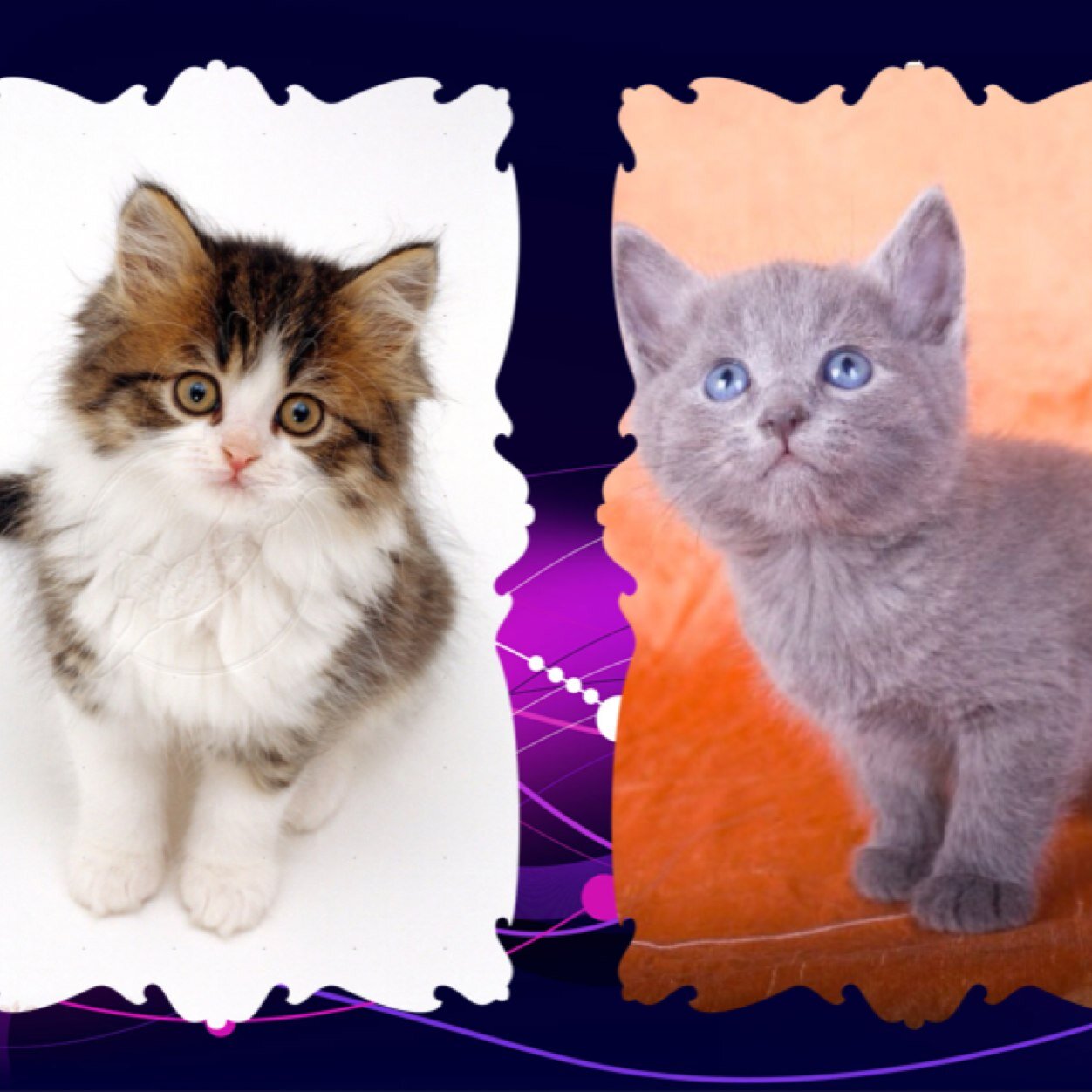 SpottedFlower she-cat Mate:none. Calico w/ brown eyes!/OceanEyes she-cat mate: none grey w/ blue eyes! Mom:@ClawFur