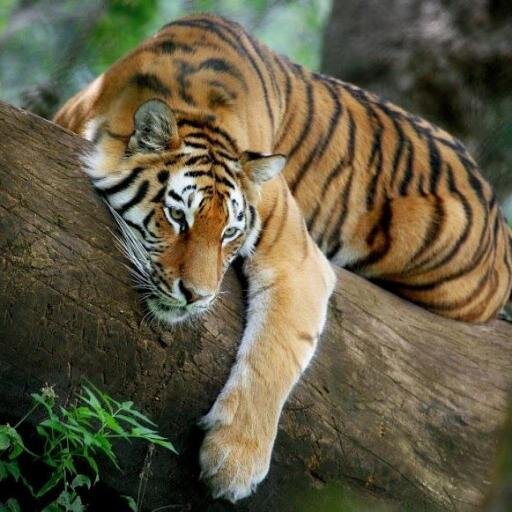 Jim Corbett National Park is considered as the main wildlife attraction of Uttarakhand. http://t.co/wtc38L4M