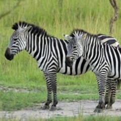 pearl Africa safaris, offers memorable gorilla safaris to Uganda and Rwanda and wildlife safaris through East Africa. come and be part of the adventure with us