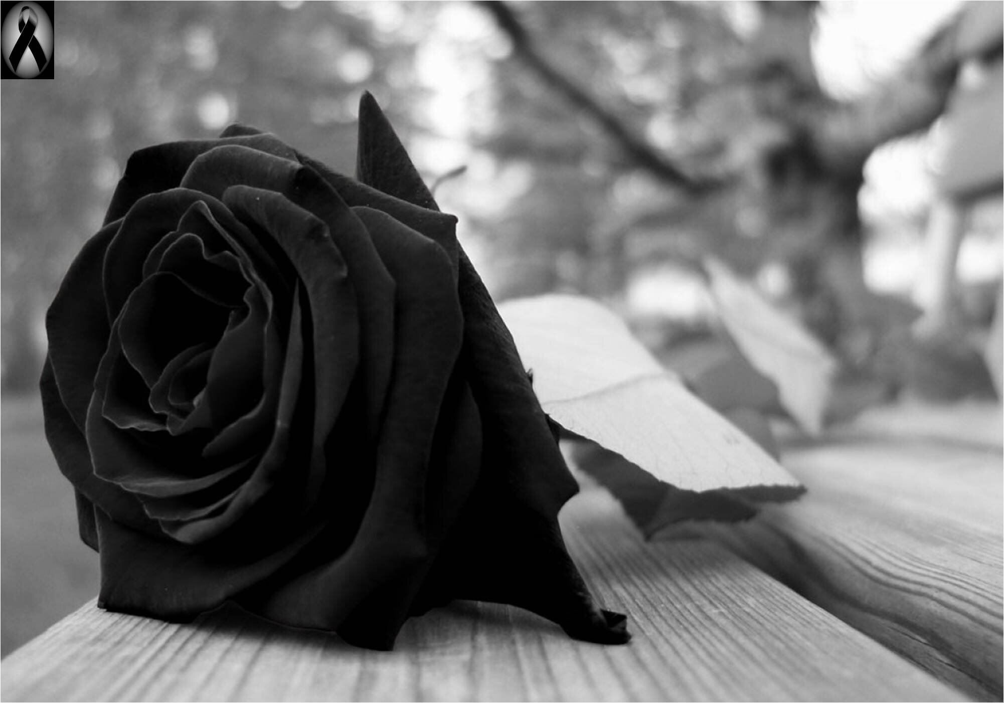 vicanman's profile picture. Follow me – I'll follow you back | Soy más buena gente que un pan. Humamo, cómico, soñador, analista político, socio-económico aficionado