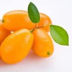 princesskumquat's profile picture. Bibliophile and Book Reviewer 📚🤓