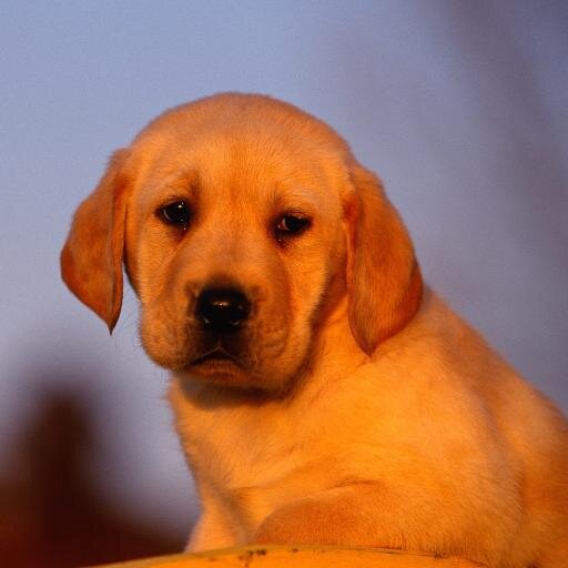 su_Race111's profile picture. 