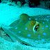 Stingray Divers (@stingraydivers) Twitter profile photo Stingray Divers (@stingraydivers) Twitter profile photo