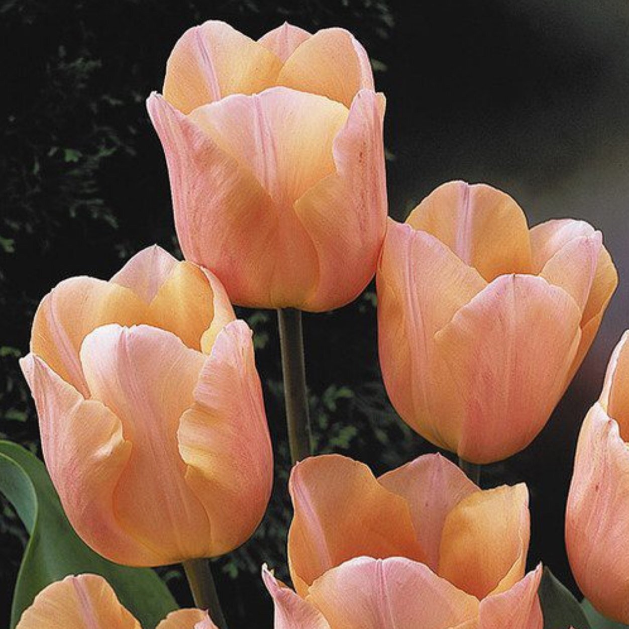 obozovskaia's profile picture. 