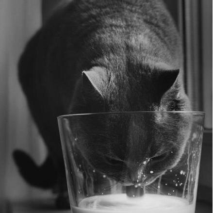 anechcka2014's profile picture. 