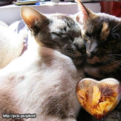 Lucidora's profile picture. poet, dancer, artist, animal welfare activist