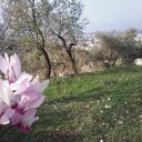 mahmoud khalil (@0599Mahmoud) Twitter
