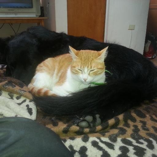 r_denegri's profile picture. es lo que hay