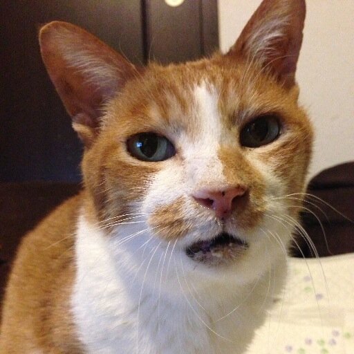 0nya0nya0's profile picture. Dear YongHwa  Dream come true