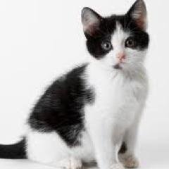 Skykit_TC's profile picture. I am a small black and  white she-cat. Sister: @blondefur_df
I cannot be opened up to easily but i am nice once you know me. Theme song: Let her go, Passenger.