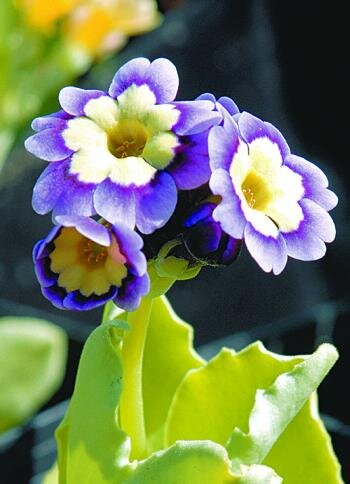 PrimroseCottage's profile picture. Primrose Cottage Crafts... Love to #Craft #Crochet #Knit #Chat and #Chare xx