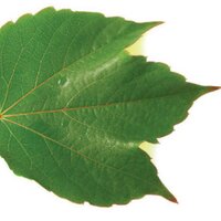 Humanicité Officiel (@humanicitelomme) 's Twitter Profile