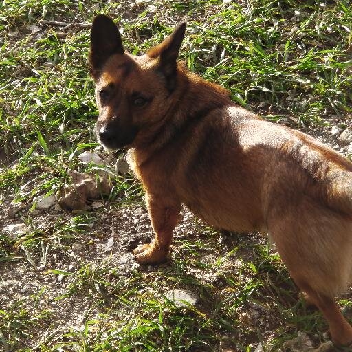 Activist, socialist, environmentalist, hopeful and always optimistic. Corgi owner.