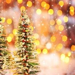 alkanetwhite's profile picture. 庭園の片隅と子猫 - 気ままに生きるがやっぱりおいしいご飯