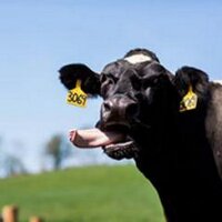 NY Animal Ag (@nyanimalag) 's Twitter Profile Photo