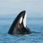 Orca