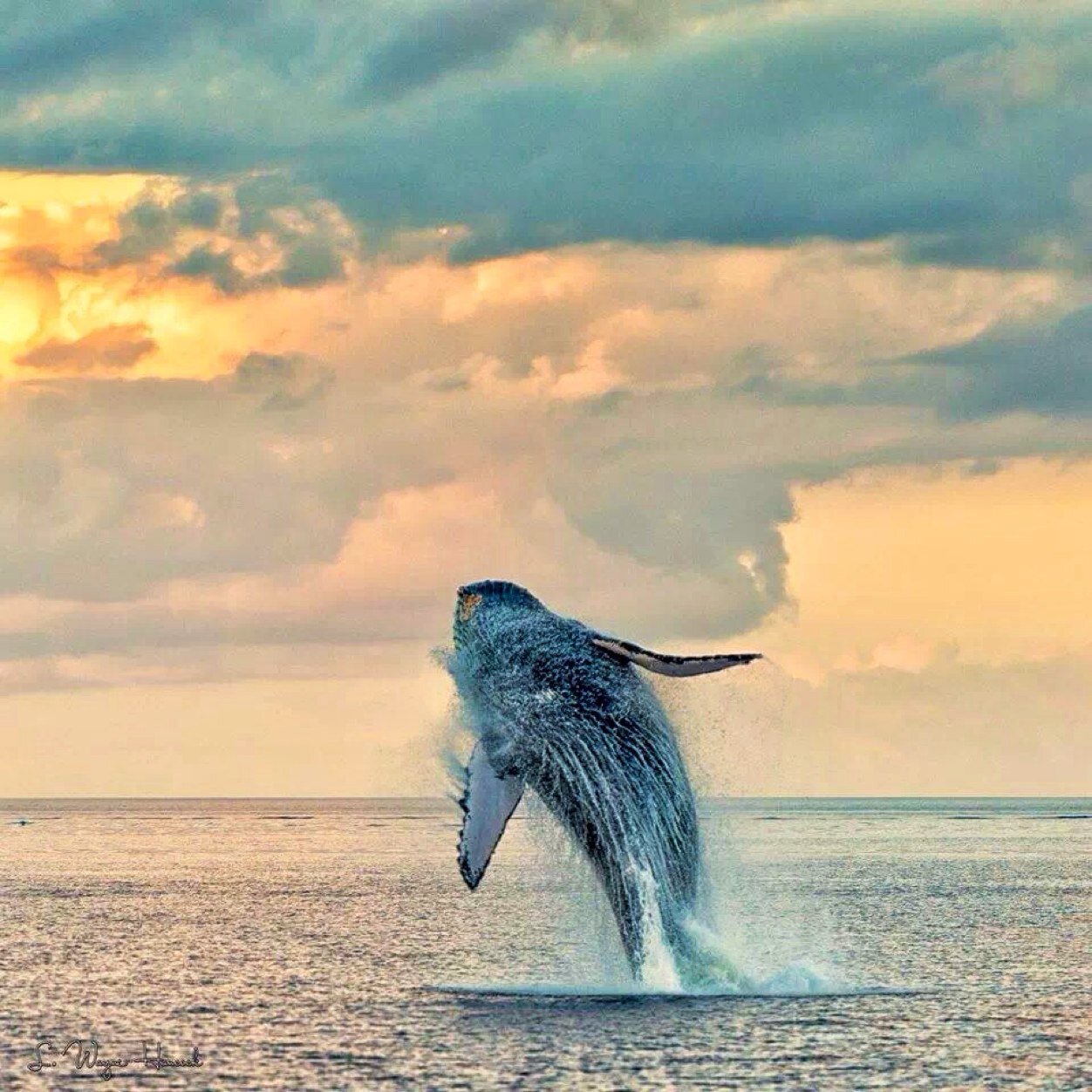 BennettKicks's profile picture. 