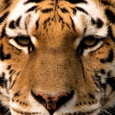 AT_Venezuela's profile picture. 