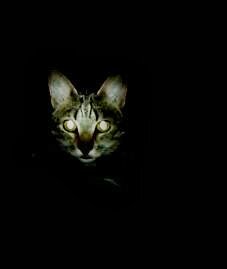 Nací en una central nuclear. Soy un gato radiante