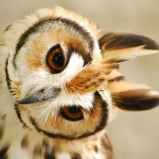 AdrienneBaron's profile picture. Photographe Pro.