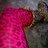 Spangle_28's profile image