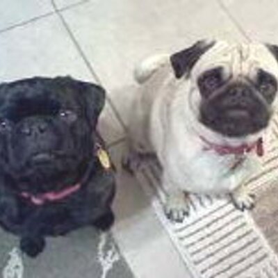 Colorado Pug Rescue (@Copugrescue 