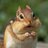 chipmunk_chic's profile image