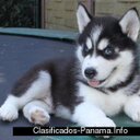 SABRINA ACKERMAN - @LunaACKERMAN - Twitter