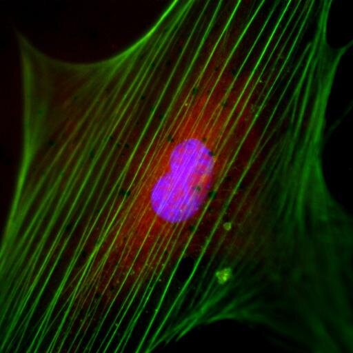 Scientific_Edit's profile picture. greg@scientificediting.info for a free quote. We do #scientificediting of any kind of #scientific document. We specialize in #journal #article #editing.