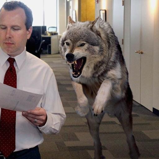 gquick2027's profile picture. Another Wolfman. Nothing Here is Professional  Advice. Merely Wolf Howls.