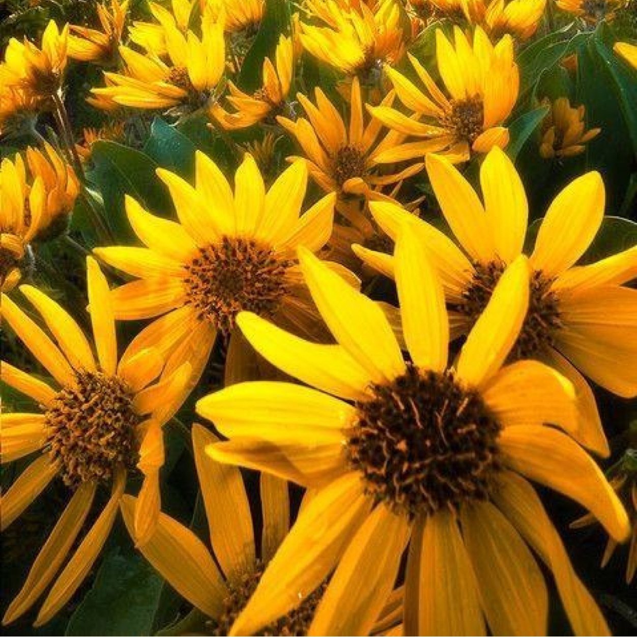 TammyDenton71's profile picture. 