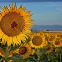 Dulce Suarez - @Dulmasu - Twitter