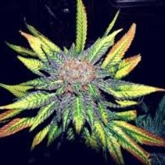 Snapchat: new_stoners - Stay High - All about drugs.