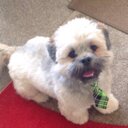 Pauline Arnold - @Vegascot - Twitter