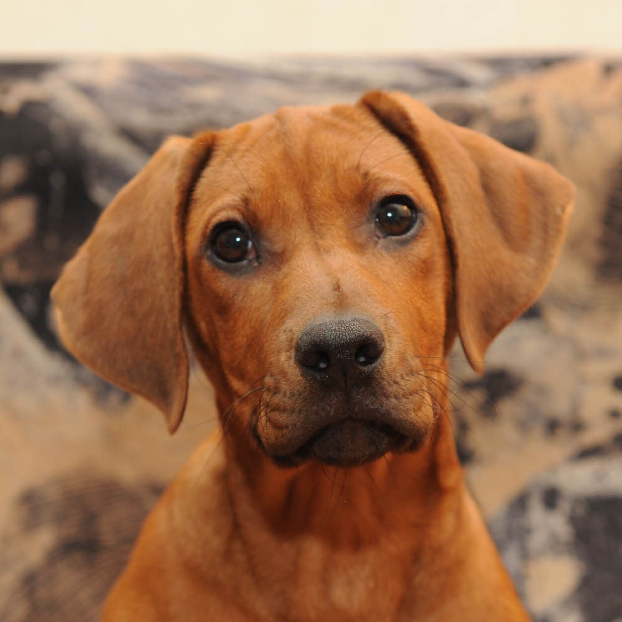 Helya Ridge - rhodesian ridgeback kennel