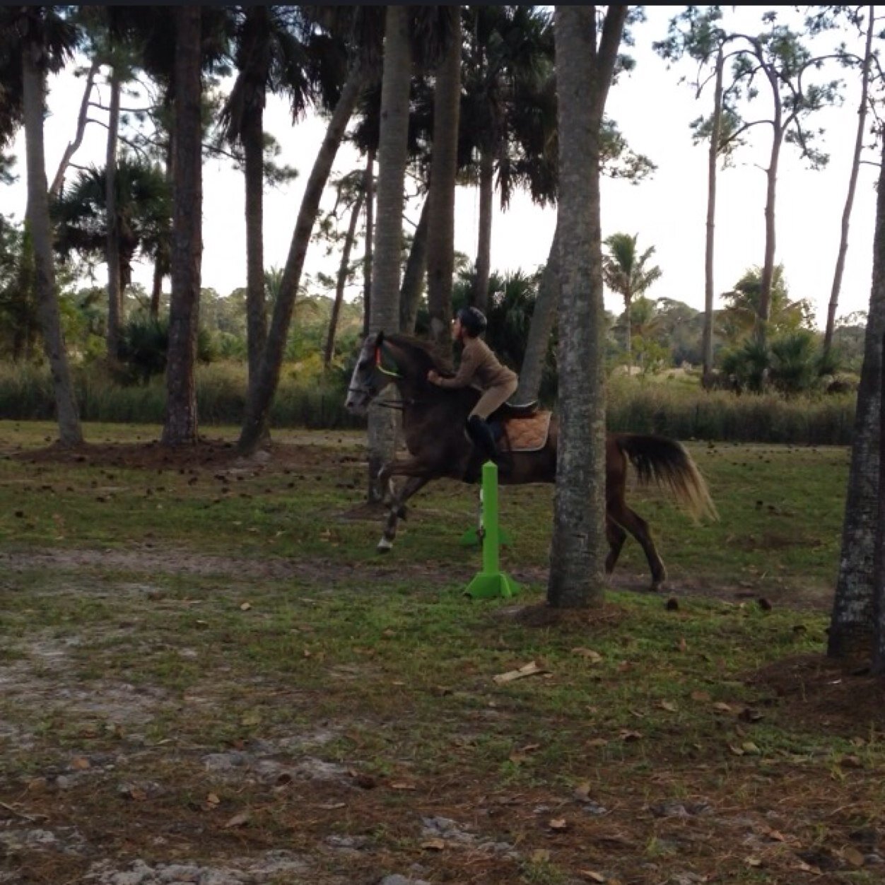 Equestrian for live. LLTTF Living Live To The Fullest.