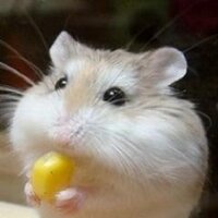 ZEN (@zen6a) 's Twitter Profile