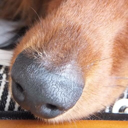 だいぶヘンなとこある、ふつうのヒューマンの“犬好き”が自立しました。そこから“動物好き”も加わり、今至るです。よろしゅう。