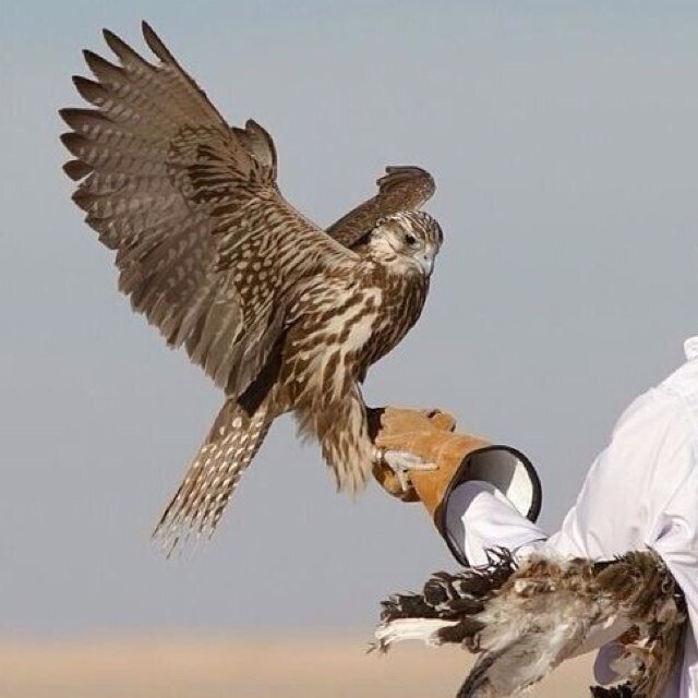 لا تستـفـز المشــاعر و انت عابـرْ سبيـل