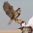 al3azmi92's profile image