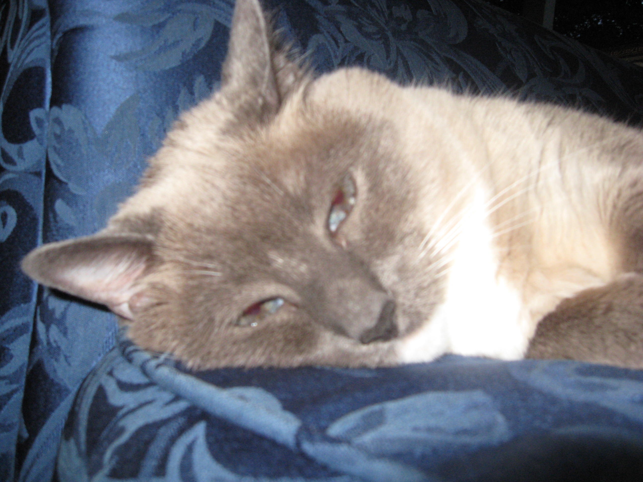 Freelance journalist & multimedia specialist; member of the Morganton Writers’ Group; culinary experimenter