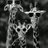 cgorsuch44's profile image