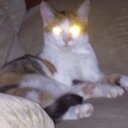 Lynda Gates - @Chatter49 - Twitter