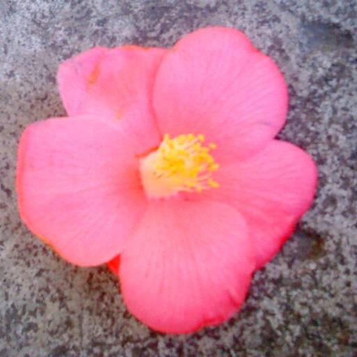 CeciliaYazmina's profile picture. Periodista. Viuda, Un hijo. Especialista en Comunicaciones Corporativas y Asesorías Comunicacionales, principalmente en Manejo de Crisis y Vocerías