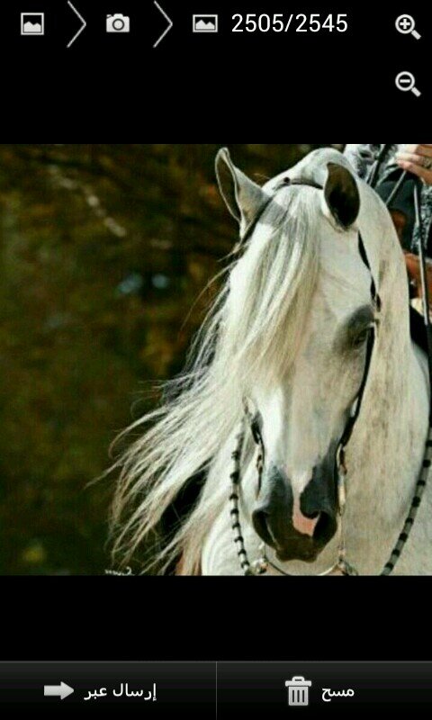 شيزو فرينيا