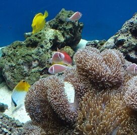 釣りバカを夫に持った嫁のつぶやきです楽々フィッシングの模様と地磯・波止・防波堤釣り場をガイドします！無言フォローごめんなさい！よろしくお願いします♪